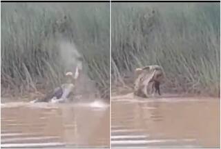 Riverside Horror: Crocodile Devours Woman Taking Bath Near Odisha River | Watch
