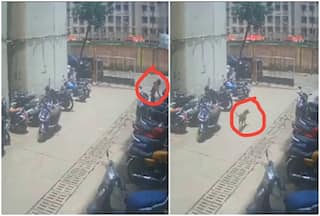 WATCH: Mumbai Woman Throws Acid At Neighbour's Dog For Chasing Her Cat, Arrested For Animal Cruelty
