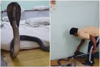 On Camera: Panic As King Cobra Found Hiding Under Pillow In Kota Shop | Watch