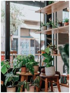 Vastu Tips: 7 Plants to Avoid Keeping at  Home