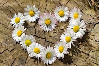 Vastu Tip: चुटकियों में किस्मत बदल सकता है ये फूल, घर की इस दिशा में लगाने से दूर होगी गरीबी