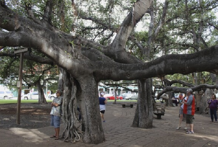 Hawaii Wildfire: Imported From India, This Old Banyan Tree Struggles For Survival