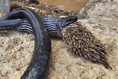 Giant Israeli Snake Tries to Eat Porcupine, And Then...