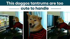 Viral Video: Dramatic Dog Goes Crazy When Owner Switches Off Game, His Cute Tantrums Will Leave You In Splits - WATCH