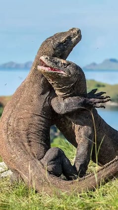 10 Countries With Bizarre National Animals