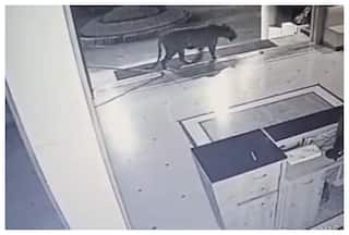 भोपाल में यूनिवर्सिटी कैंपस से कुलपति की केबिन में पहुंचा टाइगर, फंसे लोगों की निकली चीखें। देखें VIDEO