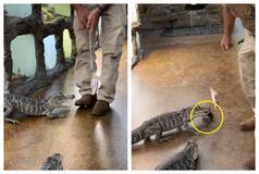 Alligator Runs Away With Keys Belonging To Owner In Hilarious Viral Video