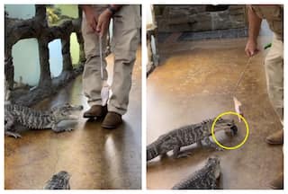 Alligator Runs Away With Keys Belonging To Owner In Hilarious Viral Video