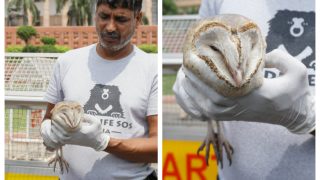 Owl Rescued From Parliament House By Wildlife SOS