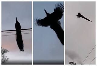 Viral Video Shows Peacock Flying Long Distance And It Is A Lovely Sight
