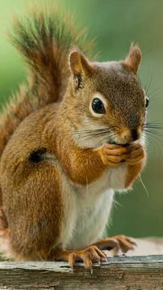 Top 10 Happiest Animals In The World