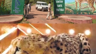 Tragic Death of 8 Cheetahs At Kuno National Park