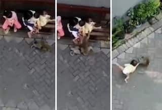 Bandar Ka Video: बंदर की ऐसी गुंडागर्दी नहीं देखी होगी, बाइक से आया और बच्चे को लगा घसीटने  | देखें वीडियो