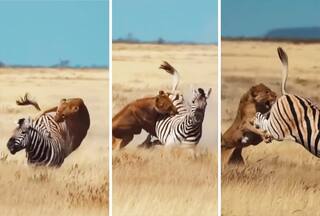Wild Animal Video: शेरनियों के झुंड ने पूरी ताकत लगा ली, मगर सबको पटकटा चला गया अकेला जेब्रा | देखिए वीडियो