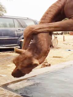 अपने पैर को ही खाना समझ बैठा ऊंट, मुंह में दबाया फिर चबाने लगा