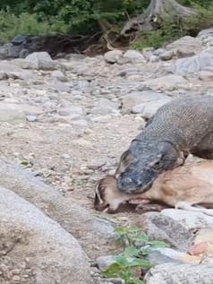 घास चर रही बकरी को दबोच लिया, फिर जिंदा निगल गया कोमोडो ड्रैगन