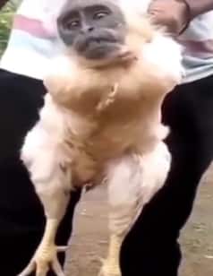 सिर बंदर और धड़ मुर्गा, आखिर इंसान ने ये क्या बना डाला