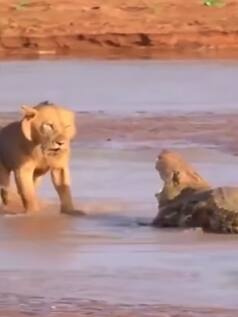 शेरनी ने तरकीब से किया मगरमच्छ पर हमला, बना लिया शिकार