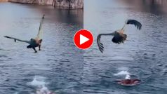Baaz Ka Video: मछली समझकर शख्स को रडार पर ले आया बाज, फिर जो दिखा हिल ही जाएंगे | देखें वीडियो
