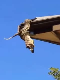 एक झटके में बिल्ली को लपक कर बैठ गया अजगर, हिलाकर रख देगा दृश्य