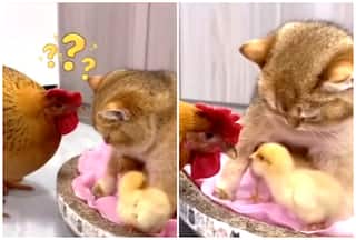 New Mommy Alert! Watch Cat Adopts Chicks, Leaves Mama Hen In Shock