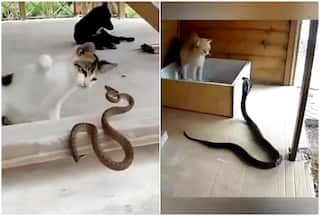 Cats VS Snakes: Watch Lethal Paws Unleash On Serpents