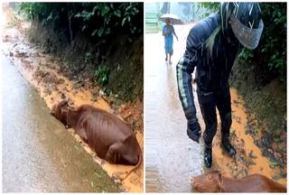 'God Bless You': Biker Saves Poor Cow Stuck In Mud, Internet Praises Heroic Act | Watch