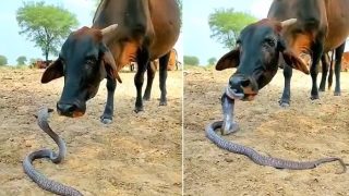 Viral Video: Cow, Snake Come Face to Face... What Happens Next?