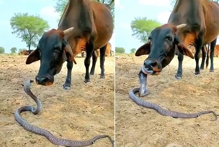 anaconda eating cow