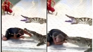 Disturbing Video: Crocodile Bites Zookeeper's Hand, Internet In Shock