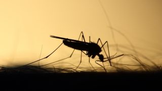 Dengue Cases on Rise: Does High Temperature Affect Increase in Spread of This Mosquito-Borne Disease?