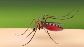 Dengue DENV 2 Strain: Symptoms to Prevention, All You Need to Know About Latest Dengue Strain