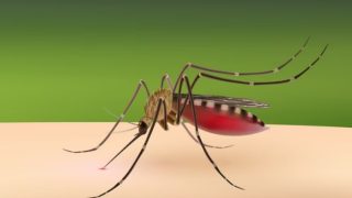 Dengue Cases in India: 5 Ways to Improve Platelet Count Naturally