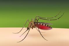 Yogi Govt on Alert After UP Reports Spike in Dengue Cases; Officials Step Up Measures