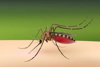 Yogi Govt on Alert After UP Reports Spike in Dengue Cases; Officials Step Up Measures