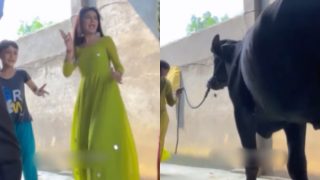 Girl Dance Video: डांस करने लगी लड़की तो आ गई भैंस, फिर जो हुआ सोच-सोचकर हंसेंगे | देखिए ये वीडियो