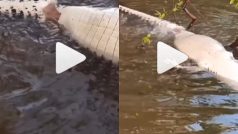 Magarmach Ka Video: अकेली मछली ने मगरमच्छ मार दिया, फि दो टुकड़े करके खा गई | हिला देगा ये वीडियो