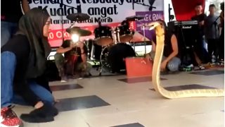 Scary! Hijab-Clad Woman Kisses Angry King Cobra On Head, Shocking Video Goes Viral