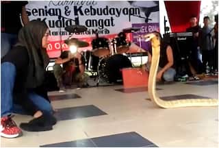 Scary! Hijab-Clad Woman Kisses Angry King Cobra On Head, Shocking Video Goes Viral