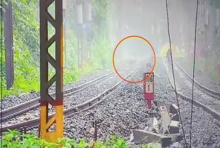 Tiger or Leopard?: Watch Wild Animal Zooms Past Lonavala Tracks Amid Fog