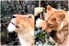 Wait, What? Lion Turns 'Vegan', Munches Green Leaves In Viral Video