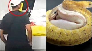 Man Hides 14 Live Snakes in Pocket For Smuggling In China: Here’s What Happens Next