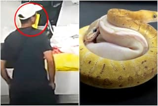 Man Hides 14 Live Snakes in Pocket For Smuggling In China: Here’s What Happens Next
