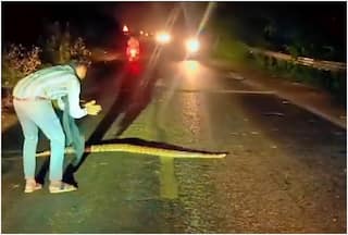 Viral Video: Man Helps Huge Python To Cross Road By Clapping, Halting Traffic On Highway