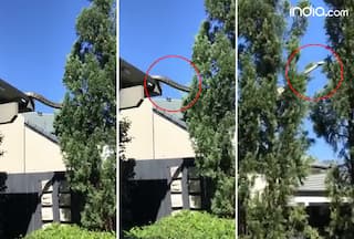 WATCH: Giant 16-Feet Carpet Python Seen Crawling Across Australian Family's Roof, Internet Stunned