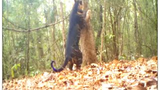 'Rare Sighting': Watch Melanistic Tiger Spotted In Odisha's National Park