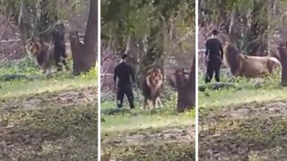 Sher Ka Video: नशे में शेर के बाड़े में ही कूद गया बंदा, फिर जो हुआ आंखें फटी रह जाएंगी- देखें वीडियो