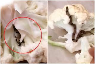 Snake In Cauliflower! Family Gets Shock Of Life After Finding Slithering Reptile In Vegetable | Watch