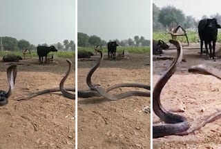 King Cobra Dance Video: Viral Clip Shows Two Snakes 'Dancing' To Flute; Watch