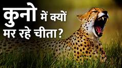 कूनो में एक के बाद एक क्यों हो रही चीतों की मौत?